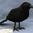 black-crow-200x156