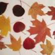 preserve-fall-leaves-after-ironing-310x238